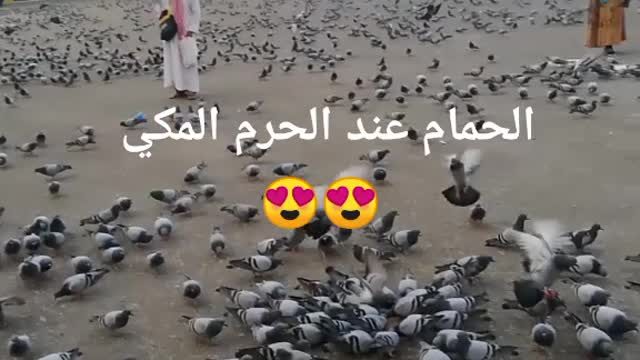 Birds in EL haram