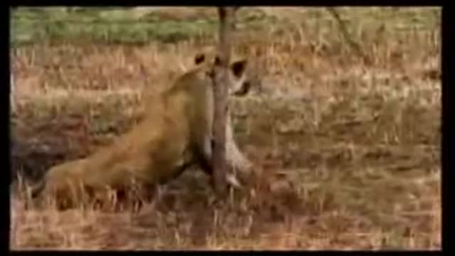 Zebra Pins Down Attacking Lion in Water And Escapes To Live Another Day!