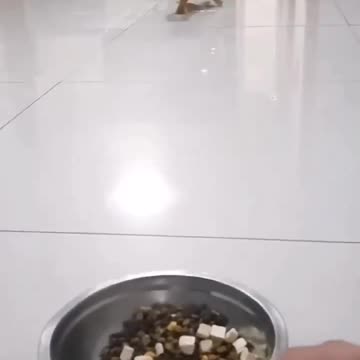 Try To Not Laugh . Funny and cuts cats