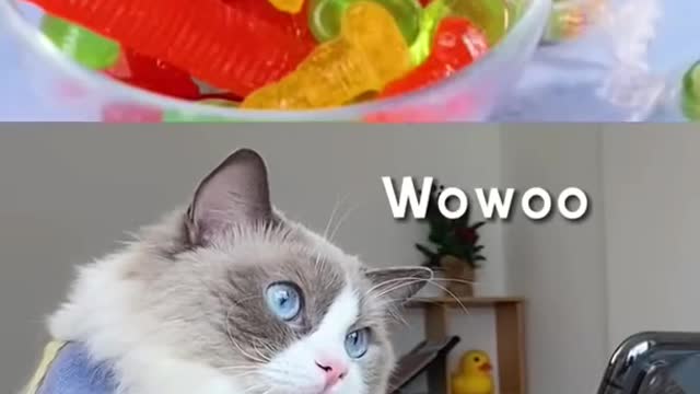 Funny cats..#cats #cute