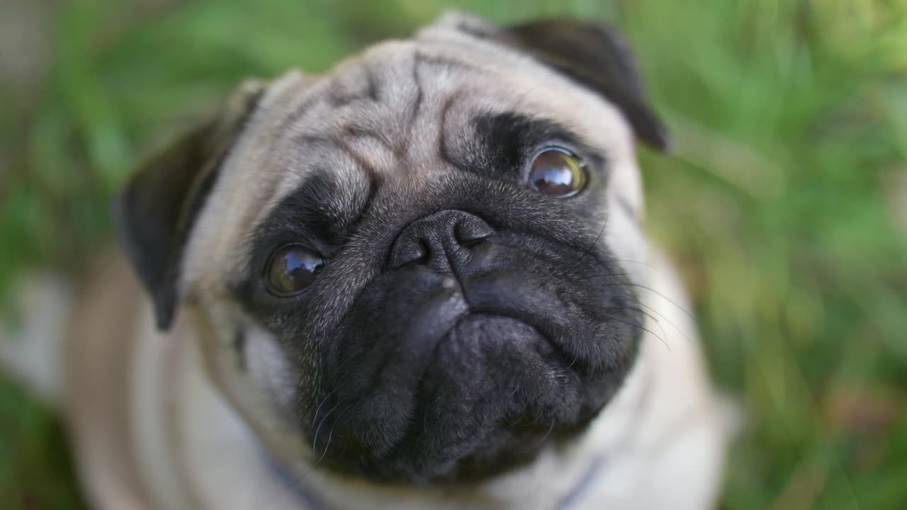 Upset doggy...