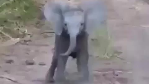 Cute baby elephant!