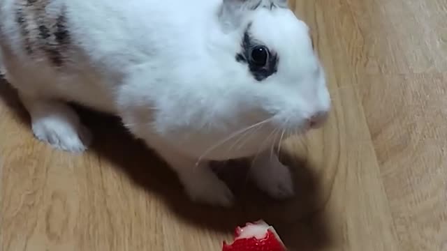 Cute rabbit eating strawberry in the room