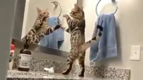 The cat is fighting with his reflection in the bathroom