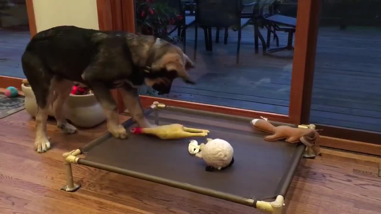 Puppy plays with Rubber chicken