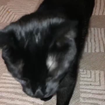 Bear gagging when smelling hot sauce