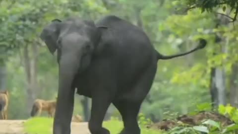 Wildlife in closer view with a natural perspective.