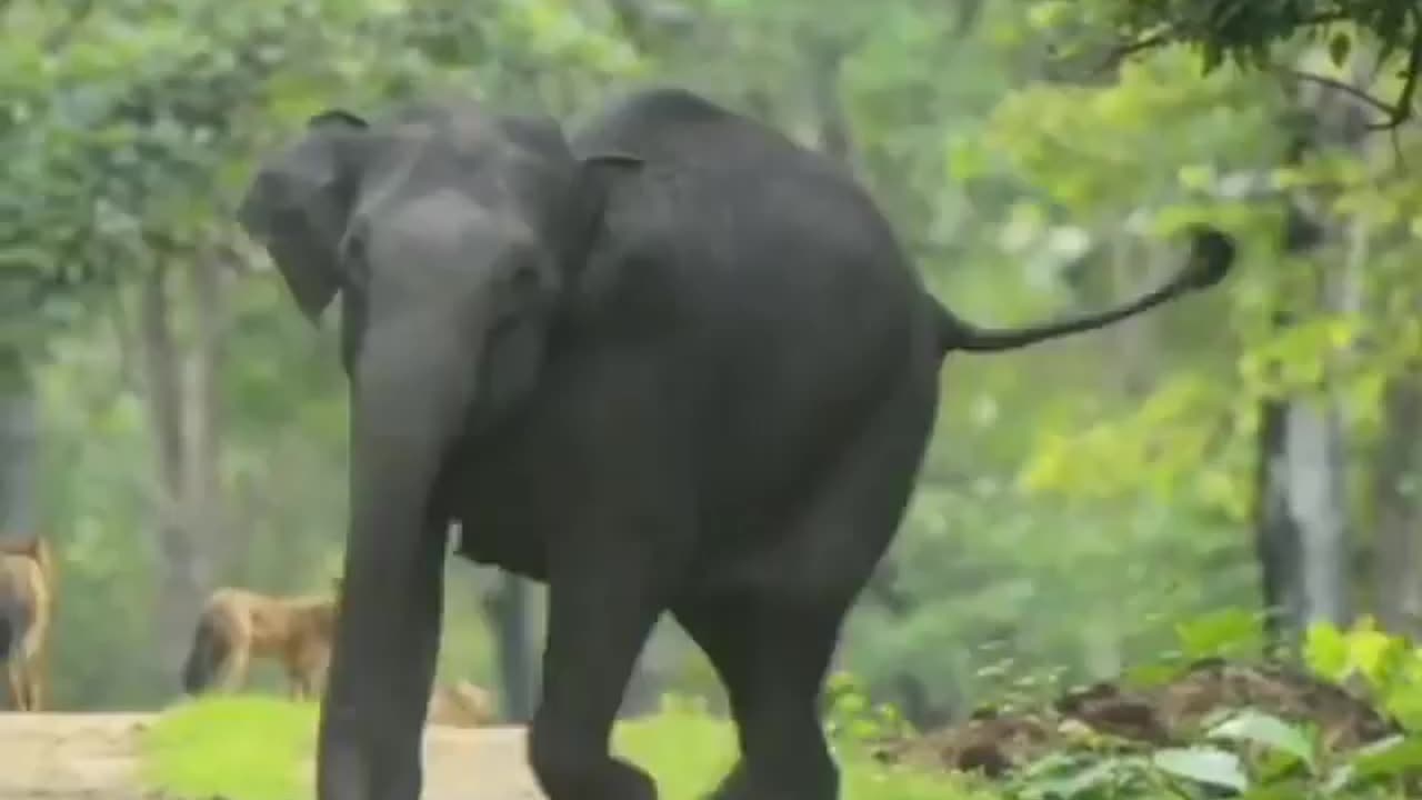 Wildlife in closer view with a natural perspective.