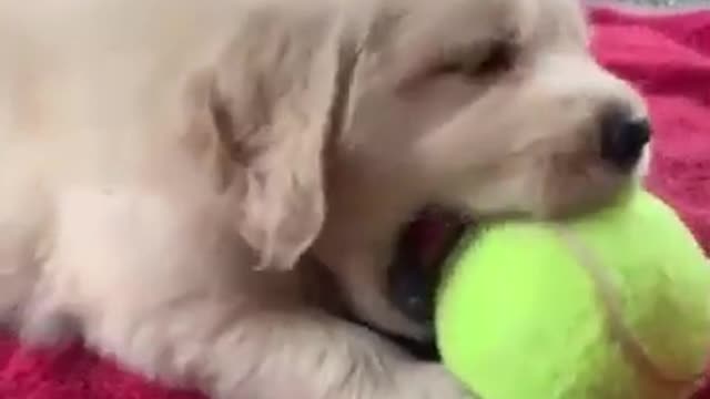 Litlle puppy with big ball