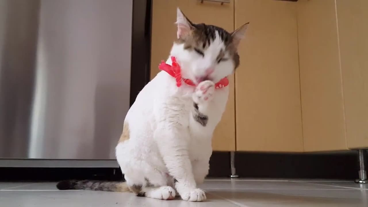 Amazing cute cat video