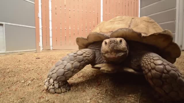 Cute animal nose boops