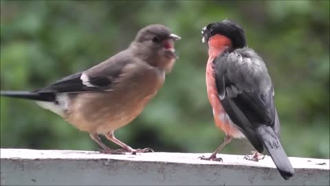Bullfinch Fast Eating Bird QT -