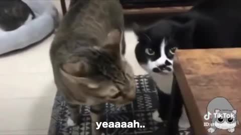 Cats talking !! these cats can speak english better than hooman
