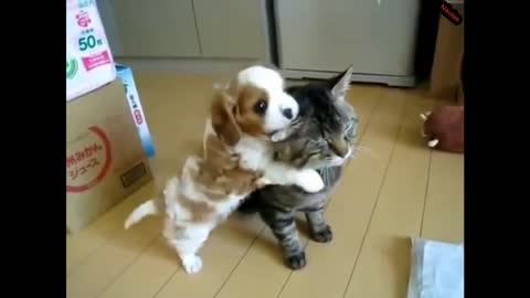 Top 10 cats and dogs best friends