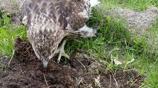 Man Helps Hawk Hunt for Grub