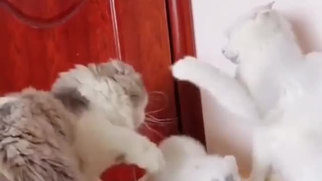 Cat Fight Each other #funny_video #shorts #short