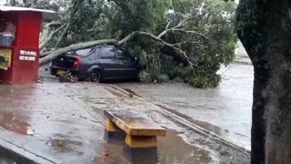 Árbol sobre carro