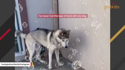 Man adopts a husky. Then he discovers his tantrum problem.