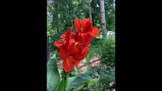 Matters Of The Heart Canna Lily July 2022