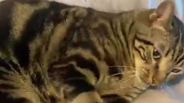 Cat gets put to sleep😼