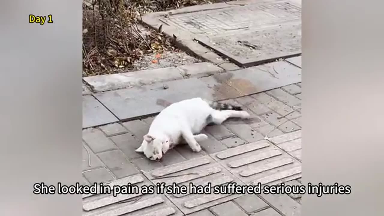 This cat, after a car crash and desperately struggling on the roadside, finally she was rescued.