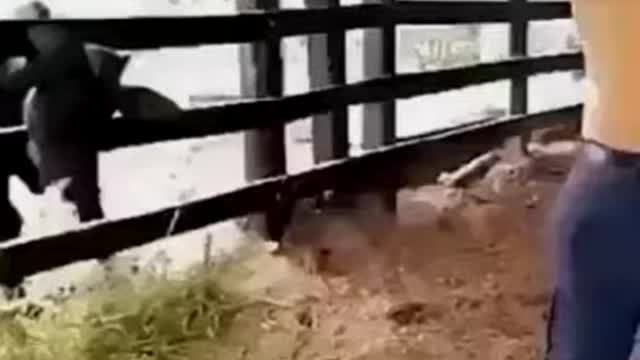 FUNNY VIDEO RUN