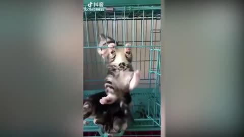 Amusing Video Collection of Sliced Cats