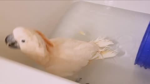 Mango has Fun in the Tub!