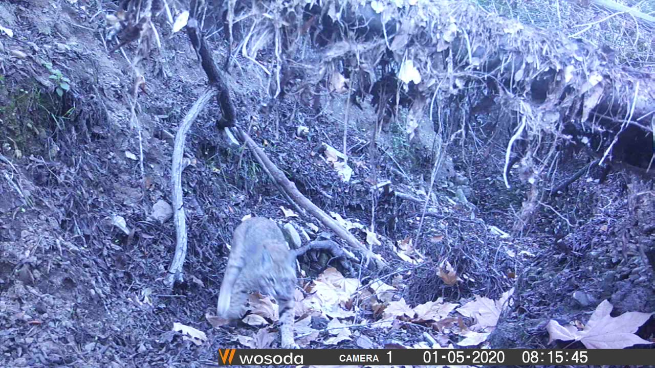 Bobcat on the trail