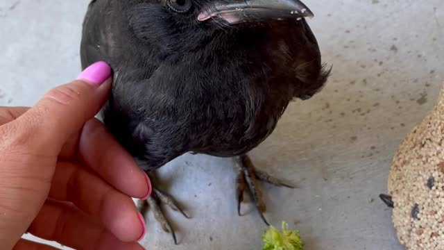 Wild Young Raven Swoops in For Some Pets