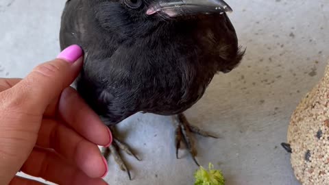 Wild Young Raven Swoops in For Some Pets