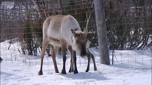 Newborn Reindeer Calves | Johnny Goes to Lapland | BBC Earth