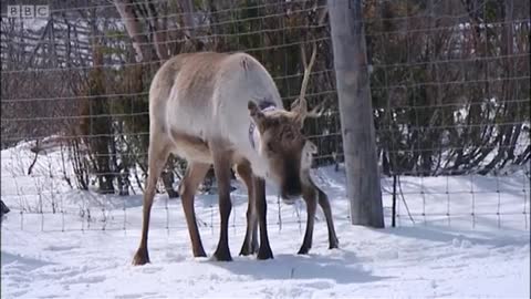 Newborn Reindeer Calves | Johnny Goes to Lapland | BBC Earth