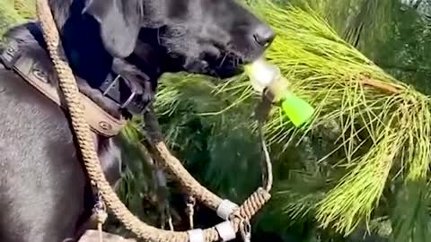 Funny animals
