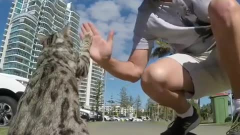 #shorts #The cat is playing with its owner