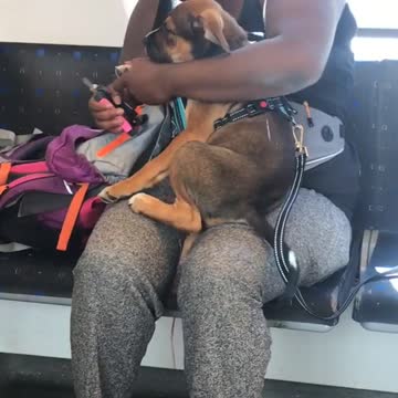 Woman cutting dog nails on train