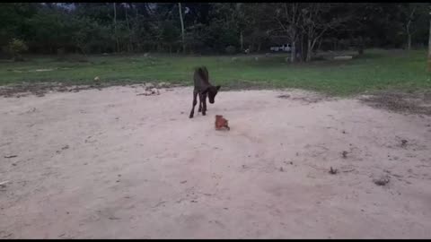 Pincher juega con el torito