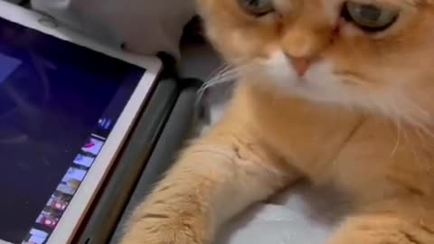 Cat funny video part-52