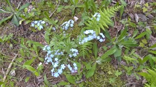 Blue Eyed Grass