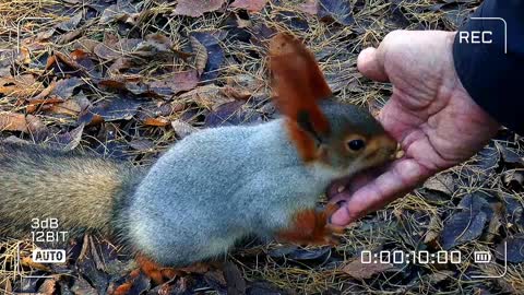 My favorite cute squirrel Heartwarming Video