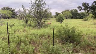 My Deer Encounter