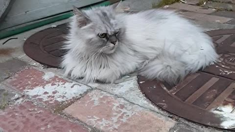 A stray cat persian