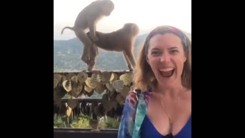 viral funny monkey