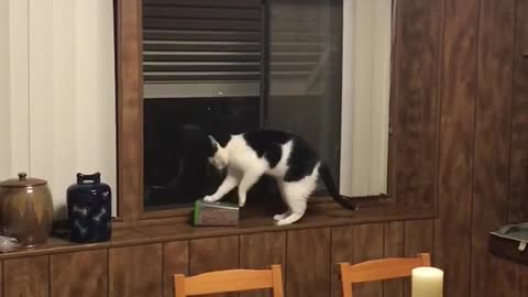 Black and white cat scratches at treat box on windowsill