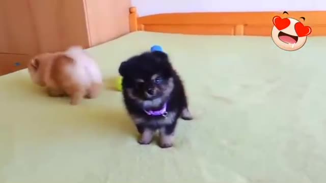 kp04-Cute Pomeranian Puppies Playing