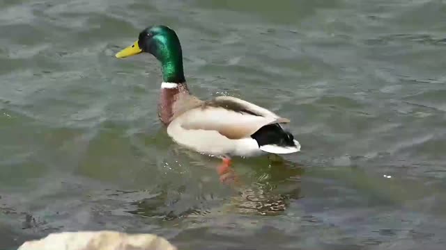 The most beautiful pictures of ducks, a group of ducks swimming in the water