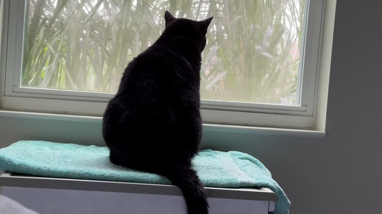 Cute Precious Piper Has a Relaxing Morning at the Spa - Adopting a Cat from a Shelter Vlog