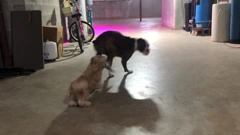 Shih Tzu and Boxer Playing in the Basement