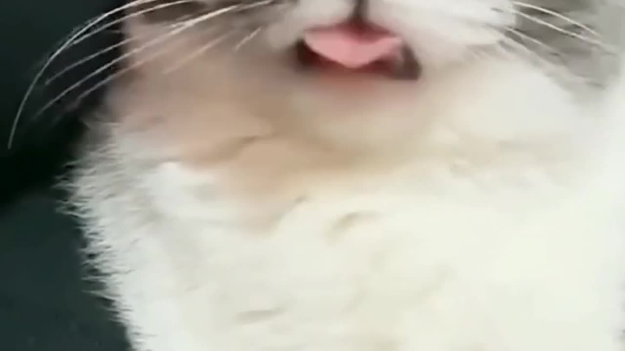 Funny Animals Video 😂 Try Not To Laugh 🤣 Part 3 #shorts