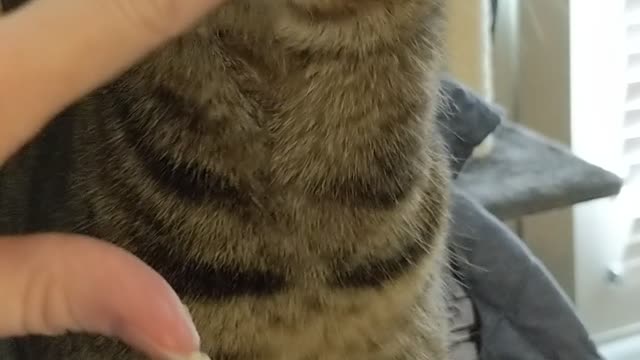 Purring kitty will do anything for egg bites!